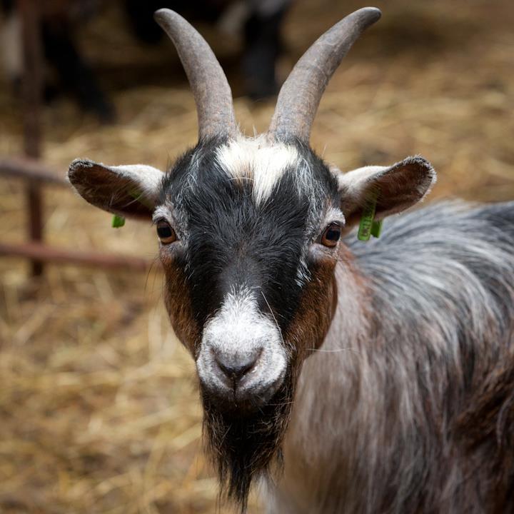 Lane Ends Pygmy Goats